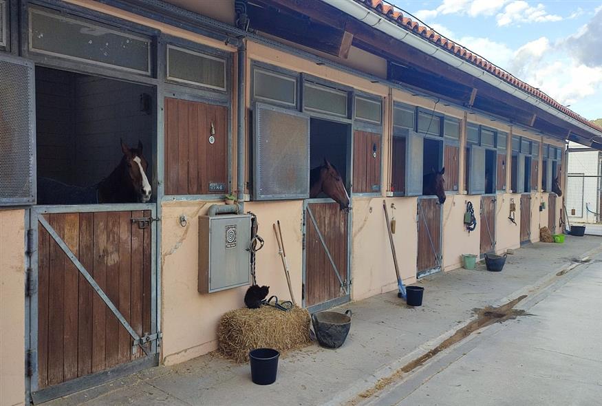 «Πρώτα τρώνε τα άλογα και μετά εμείς», λένε οι ιδιοκτήτες και προπονητές των αλόγων στον Ιππόδρομο /  φωτό Κώστας Ασημακόπουλος για το ethnos.gr