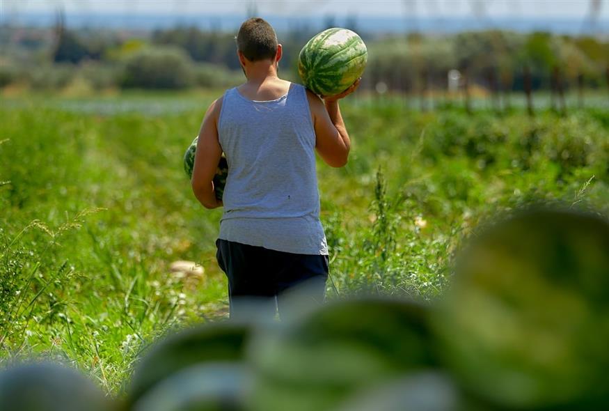 Φρούτα (INTIME)