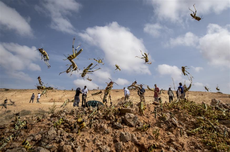 Σμήνη ακρίδων στην Αφρική/AP Images