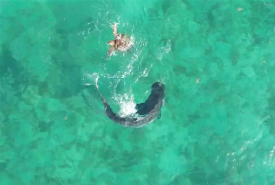 Στιγμιότυπο από το βίντεο που δείχνει τη μάχη της χελώνας με του καρχαρία