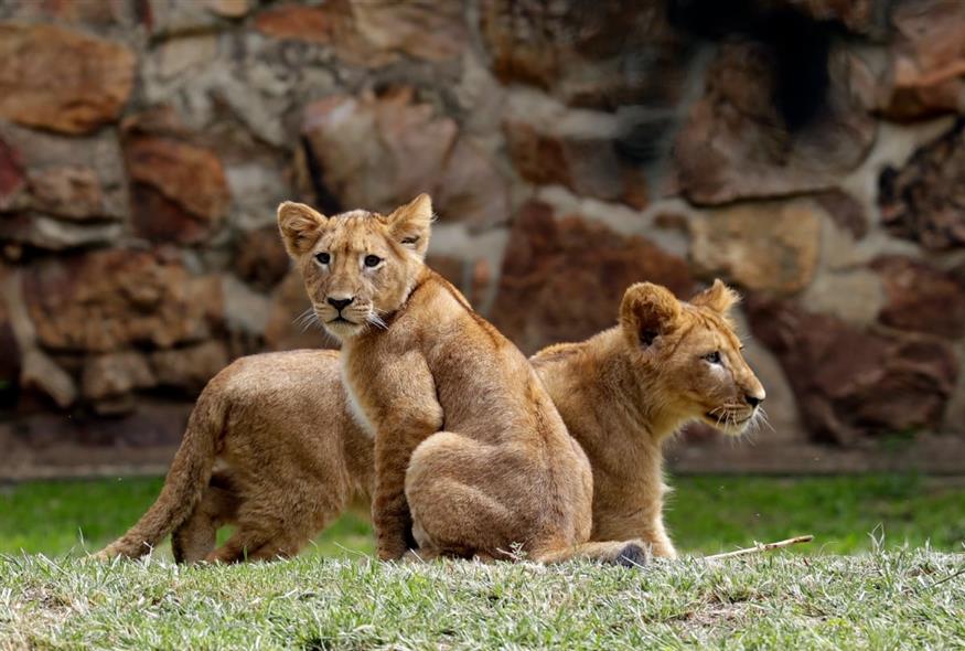 Δύο διασωθέντα λιονταράκια στον Ζωολογικό Κήπο του Γιοχάνεσμπουργκ της Νότιας Αφρικής (Themba Hadebe/AP)