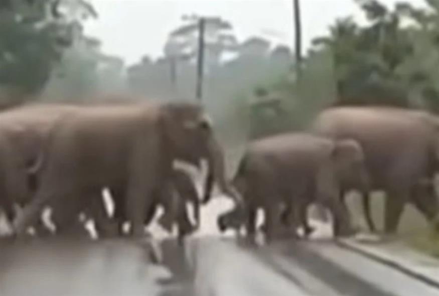 ελέφαντες/ΤΙΚ ΤΟΚ