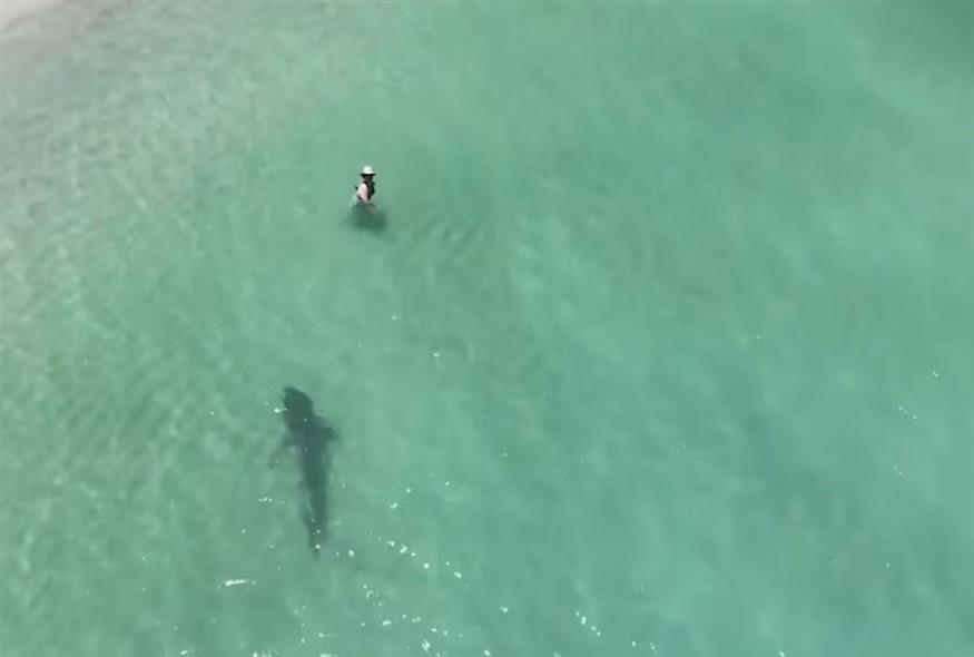 Κολυμπούσαν με καρχαρία τίγρη να... παραμονεύει λίγο μακριά (Youtube/Screenshot)