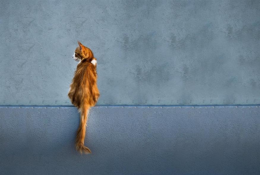 (Tasos_Lekkas/PIXABAY)