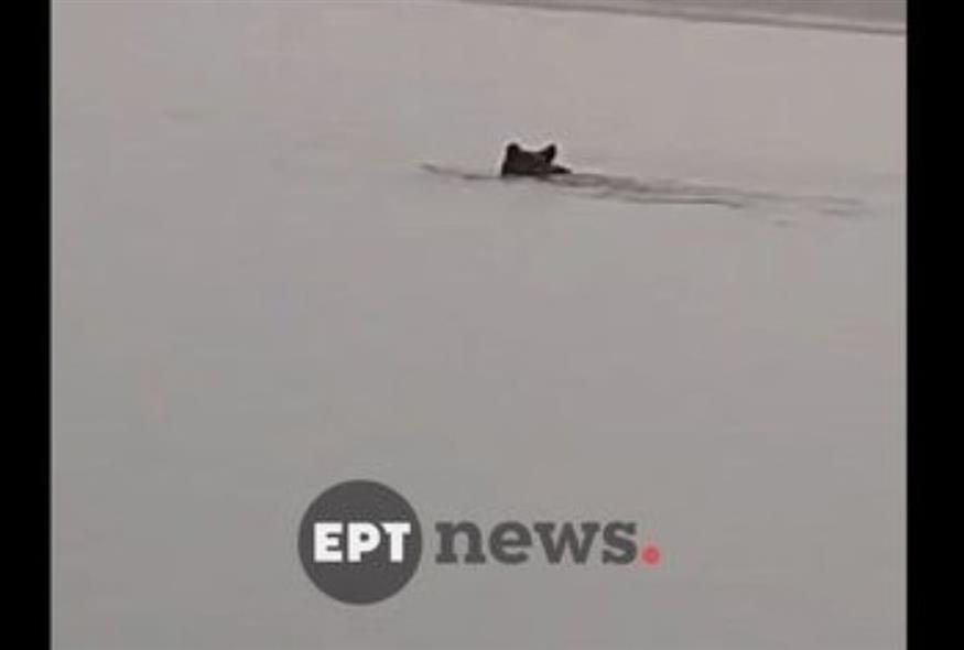 Αρκούδα διέσχισε κολυμπώντας τη λίμνη Πολυφύτου (GLOMEX)