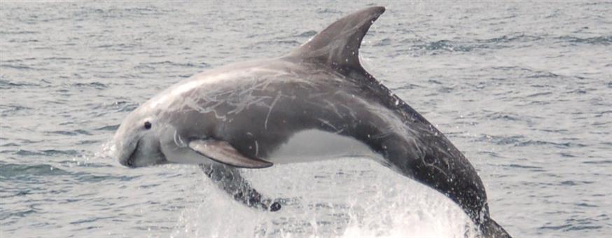 Σοκάρει η εικόνα με τα νεκρά δελφίνια