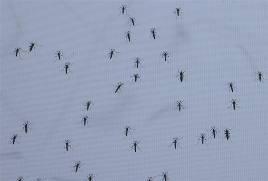 Aedes aegypti