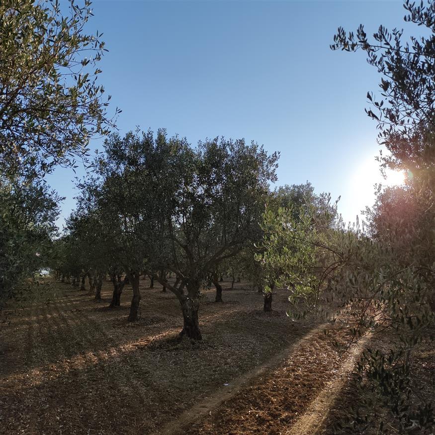 Ελαιόδενδρα της ελληνικής γης που κάνουν τη διαφορά σε όλο τον κόσμο / Φωτογραφία ethnos.gr