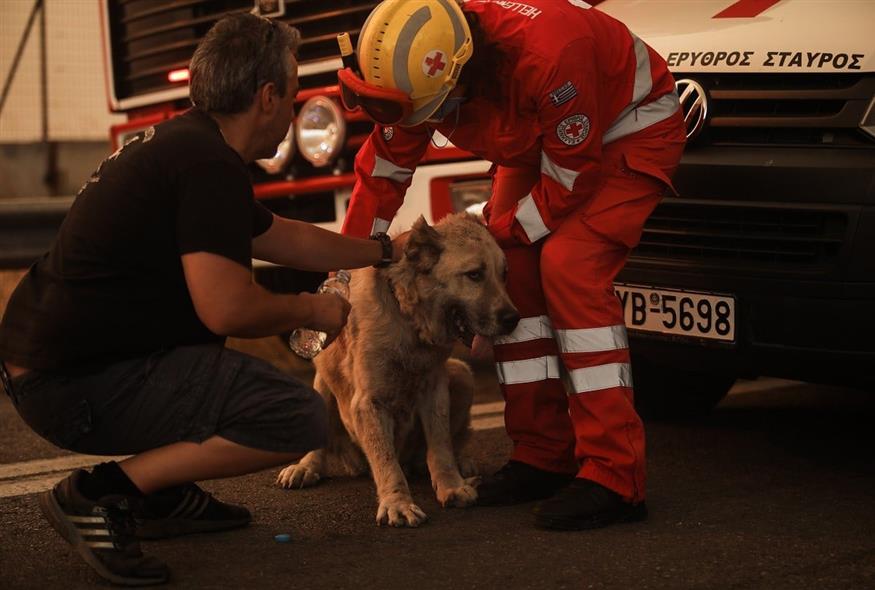 Σκύλος δέχεται τη βοήθεια του Ελληνικού Ερυθρού Σταυρού (φωτογραφία αρχείου/ Eurokinissi)