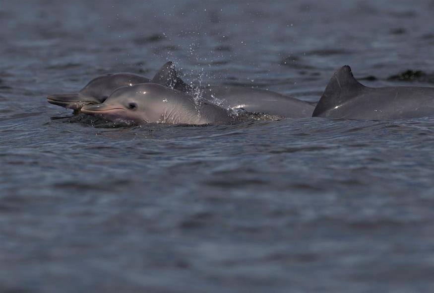 Δελφίνια (φωτογραφία αρχείου / Associated Press)