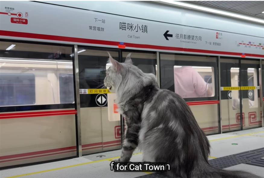 Η απίθανη ιδέα ενός Κινέζου YouTuber: Έφτιαξε μετρό για τις γάτες του