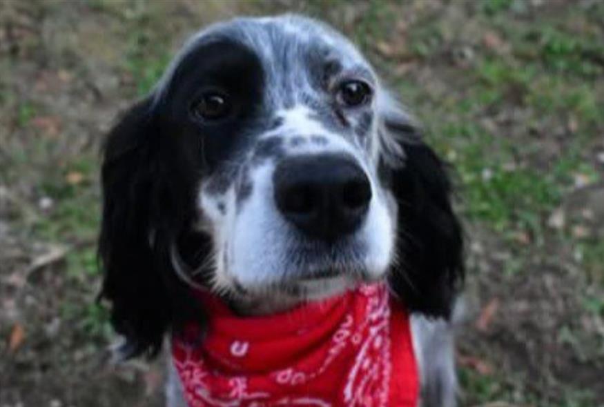 Χαλκιδική: Πήγε σε σπίτι οικογένειας, πυροβόλησε και σκότωσε τον σκύλο τους (Facebook)