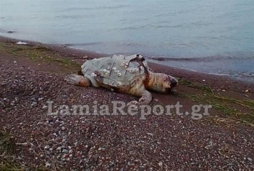 Νεκρή χελώνα στη Φθιώτιδα (lamiareport.gr)