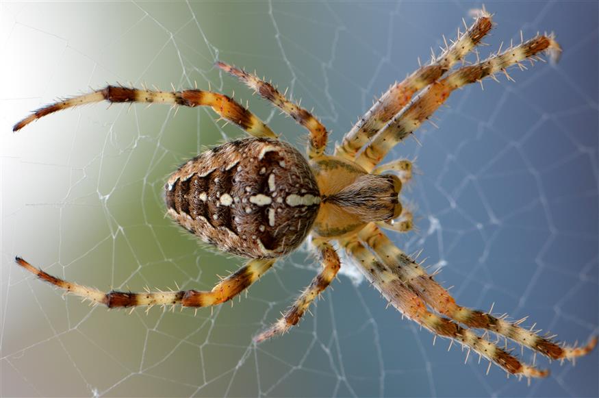 Αράχνη στον ιστό της/pexels.com
