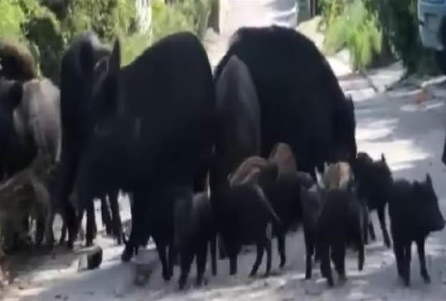 Αγριογούρουνα έκαναν τις βόλτες τους στο Πανόραμα Θεσσαλονίκης (Video Capture)