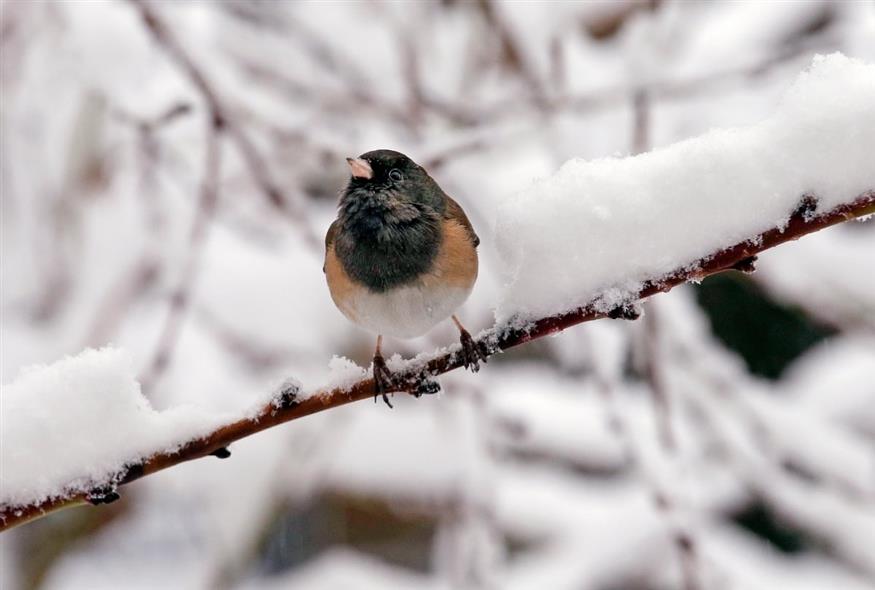 dark-eyed junco
