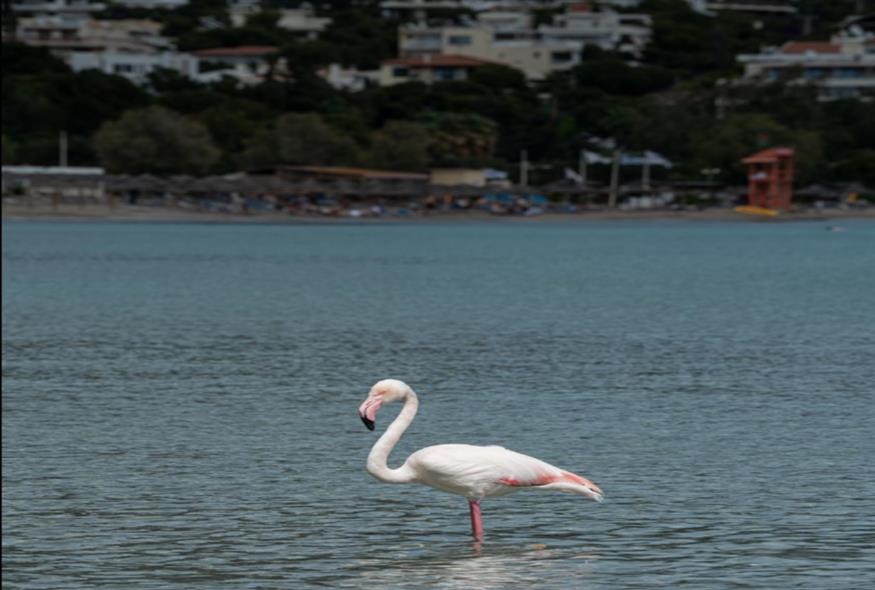 Φλαμίνγκο εθεάθησαν σε παραλίες της Αττικής /ΑΝΙΜΑ/FACEBOOK