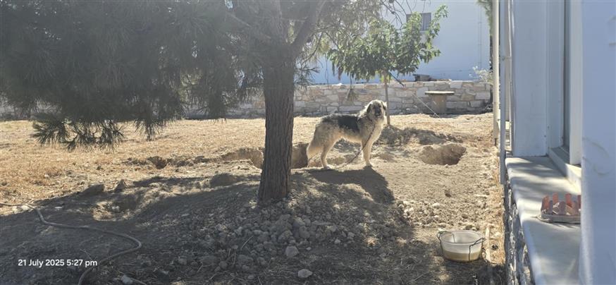Παραμελημένα και κακοποιημένα ζώα στην Πάρο