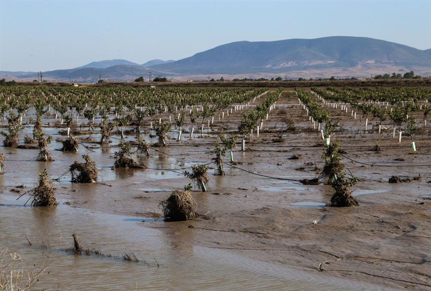 Καταστροφές σε καλλιέργειες από τις πλημμύρες στον Θεσσαλικό κάμπο