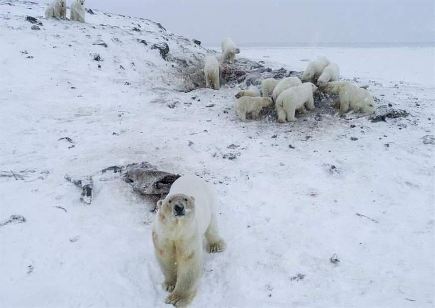 Πολικές αρκούδες σε χωριό της Ρωσίας/Unurjargal.Z Twitter
