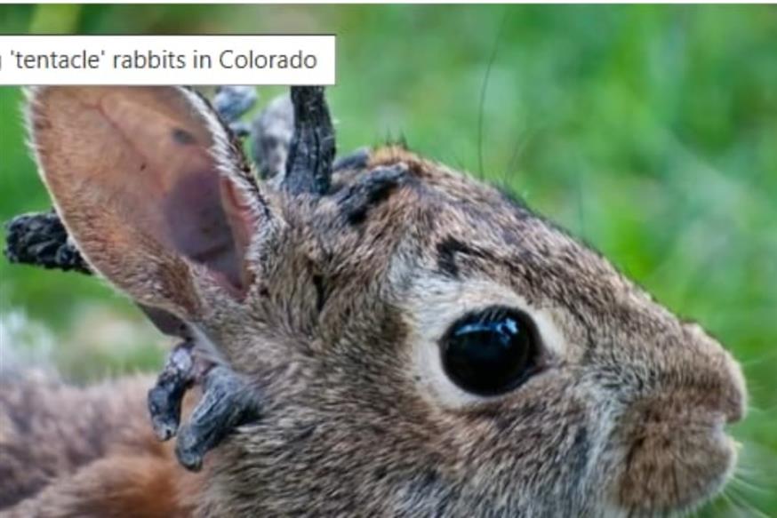 Κολοράντο: Η αλήθεια πίσω από τα κουνέλια με «κέρατα» (eu.usatoday.com)
