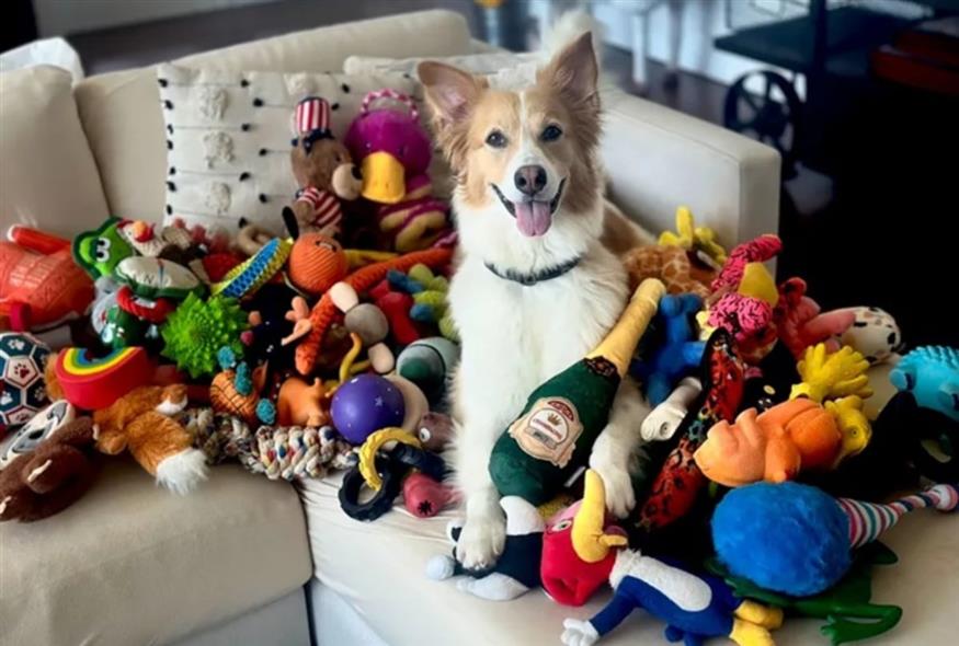 Σκύλοι Σκύλοι