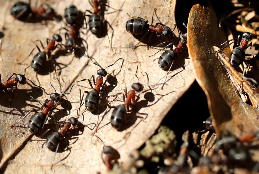 ποσο ζουν τα μυρμήγκια