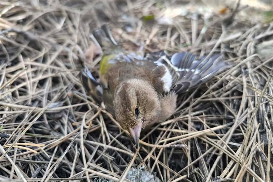 ΟΦΥΠΕΚΑ ΟΦΥΠΕΚΑ