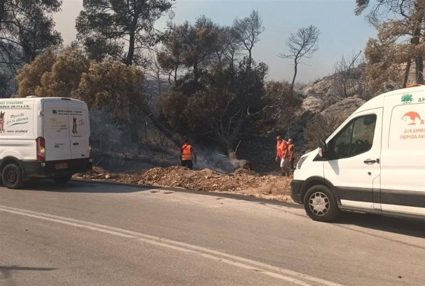 Διάσωση ζώων Διάσωση ζώων