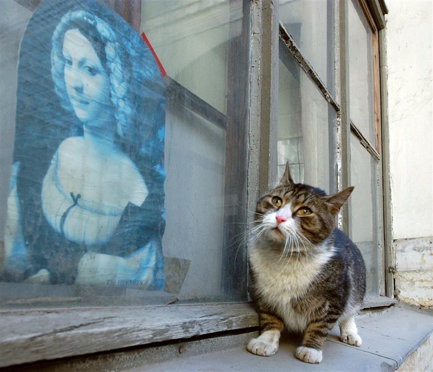 Μία από τις 50 γάτες του μουσείου Ερμιτάζ/Copyright: AP Images