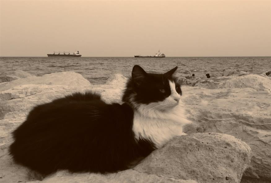 Η γάτα και η θάλασσα. Πόσα καράβια να βουλιάξει πια;