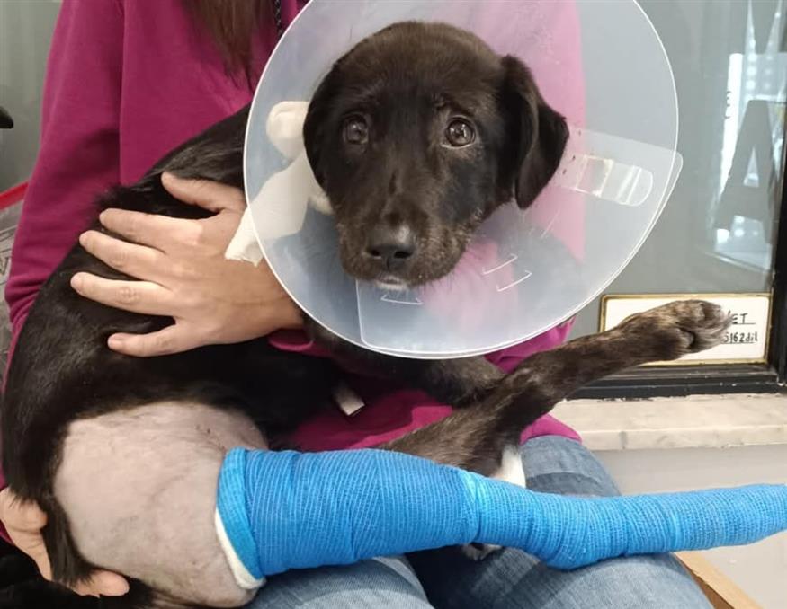 Η Βίκυ μετά το πρώτο της χειρουργείο (Adopt a Paw Today) Η Βίκυ μετά το πρώτο της χειρουργείο (Adopt a Paw Today)