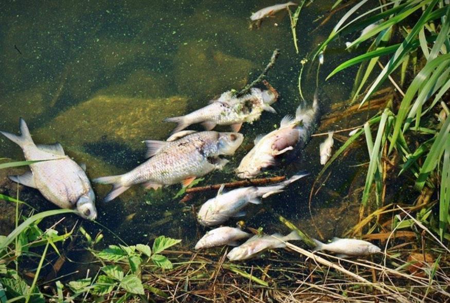 Νεκρά ψάρια στον ποταμό Οντέρ/Agata Tumilowicz-Mazur twitter