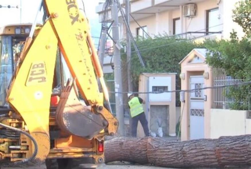 Κηφισιά: Έπεσε δέντρο 15 μέτρων (Screenshot/ΕΡΤ)