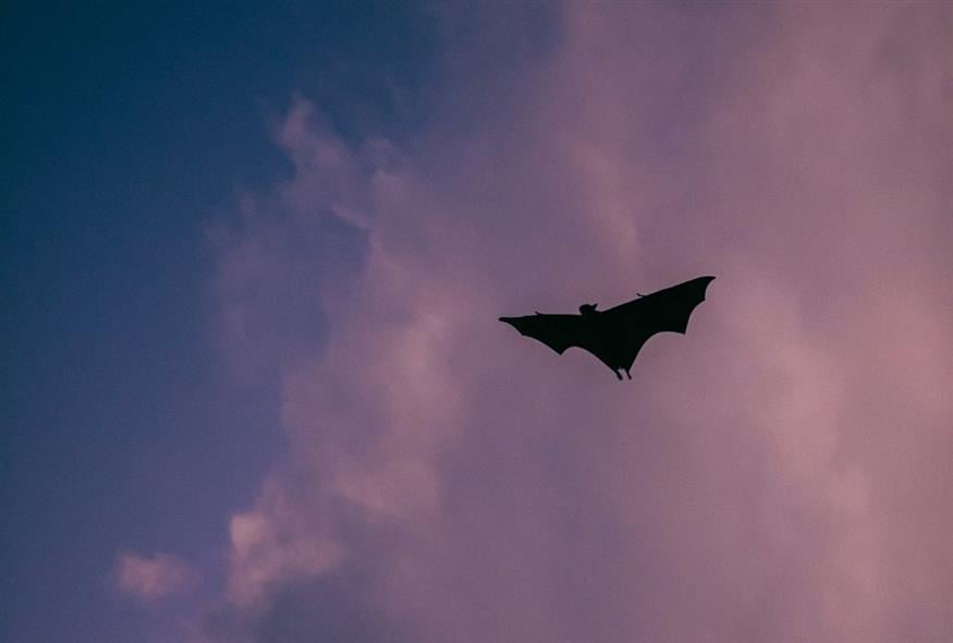 Νυχτερίδα (Unsplash) Νυχτερίδα (Unsplash)