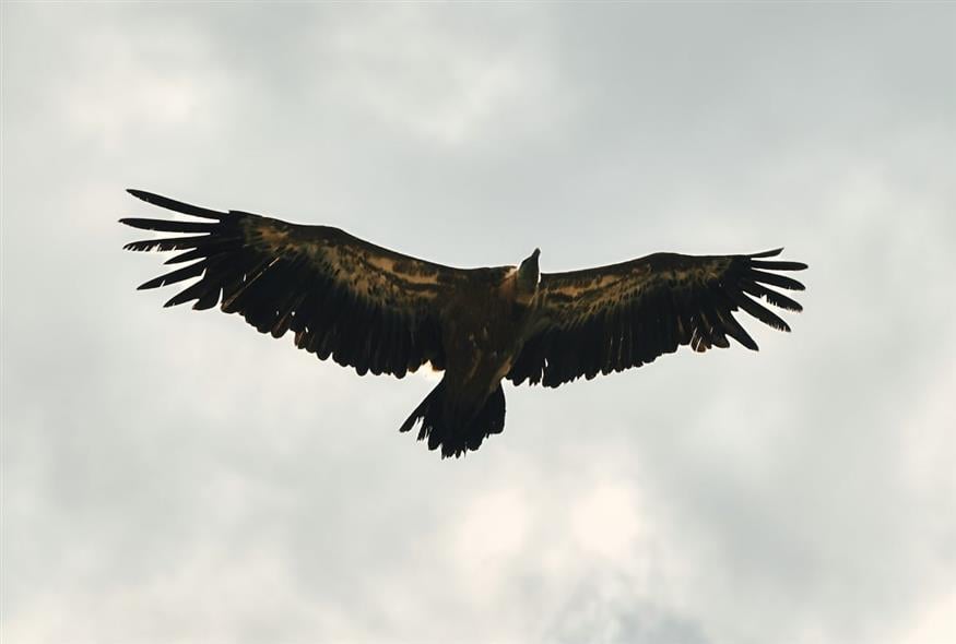 Μαυρόγυπας (UNSPLASH) Μαυρόγυπας (UNSPLASH)