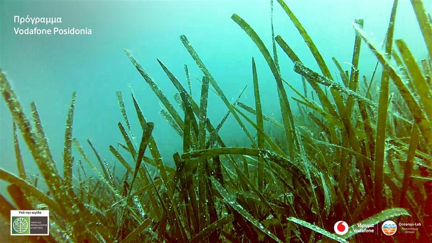 Vodafone Posidonia Vodafone Posidonia