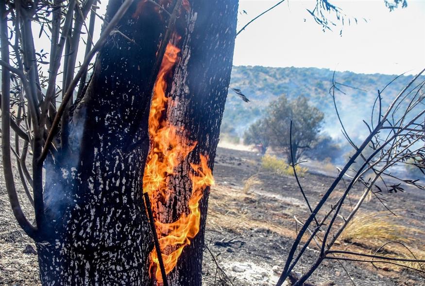 Φωτιά (ΒΑΣΙΛΗΣ ΠΑΠΑΔΟΠΟΥΛΟΣ/EUROKINISSI)