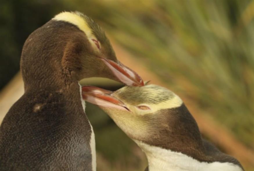 Hoiho/Bird of the Year