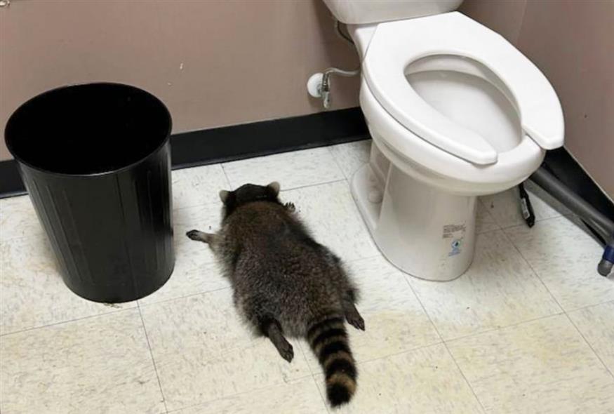 Ρακούν οριζοντιωμένο σε τουαλέτα κάβας...