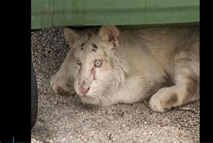 Αττικό Ζωολογικό Πάρκο: Εικόνες ντροπής - Άγνωστοι εγκατέλειψαν λευκό τιγράκι σε κάδο (Screenshot)