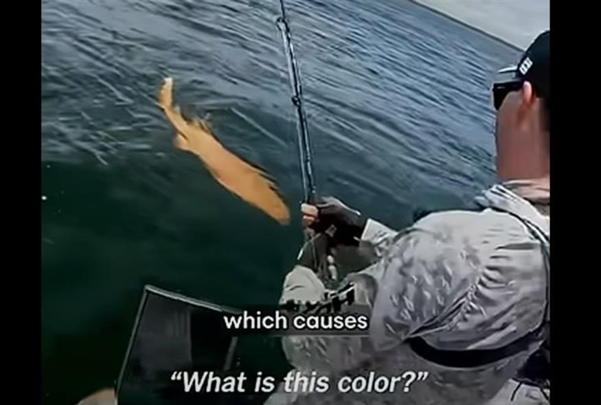 Κόστα Ρίκα: Εντοπίστηκε σπάνιος φωτεινός πορτοκαλί καρχαρίας (@7news)