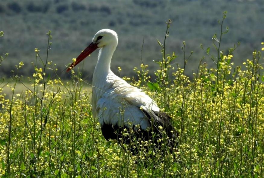 Ο «Λεπενιώτης» λευκοπελαργός (agrinionews.gr/Διονύσης Μαμάσης)