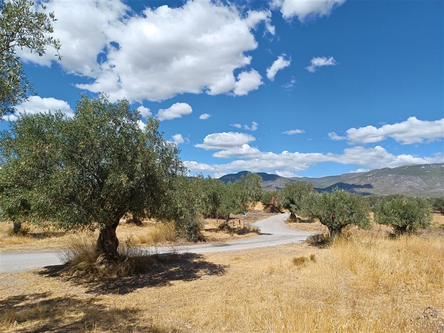 Στους ελαιώνες των Μεγάρων | © Χριστίνα Τσαμουρά