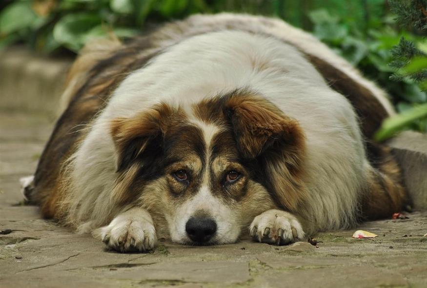 Παχύσαρκος σκύλος (Pixabay)