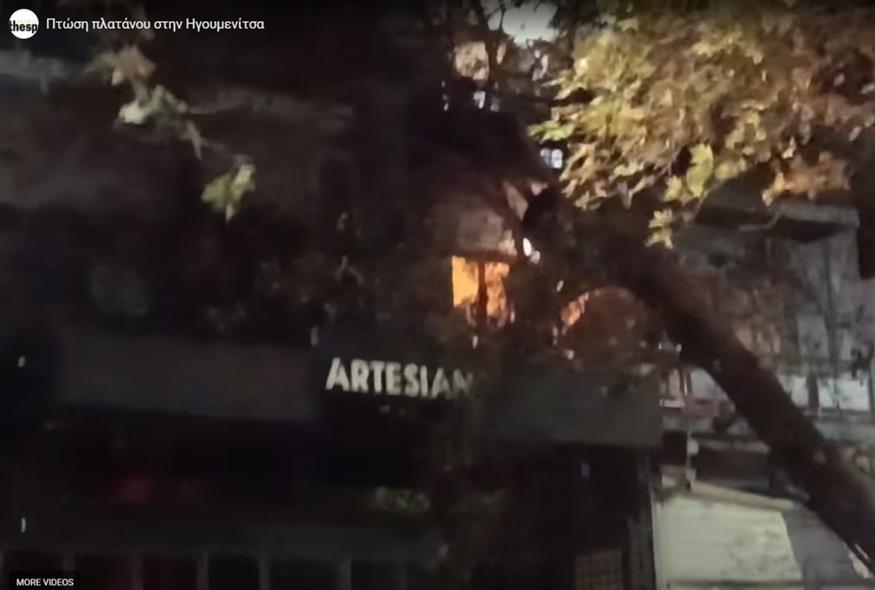 Ξεριζώθηκε πλάτανος στην Ηγουμενίτσα (thespro.gr)