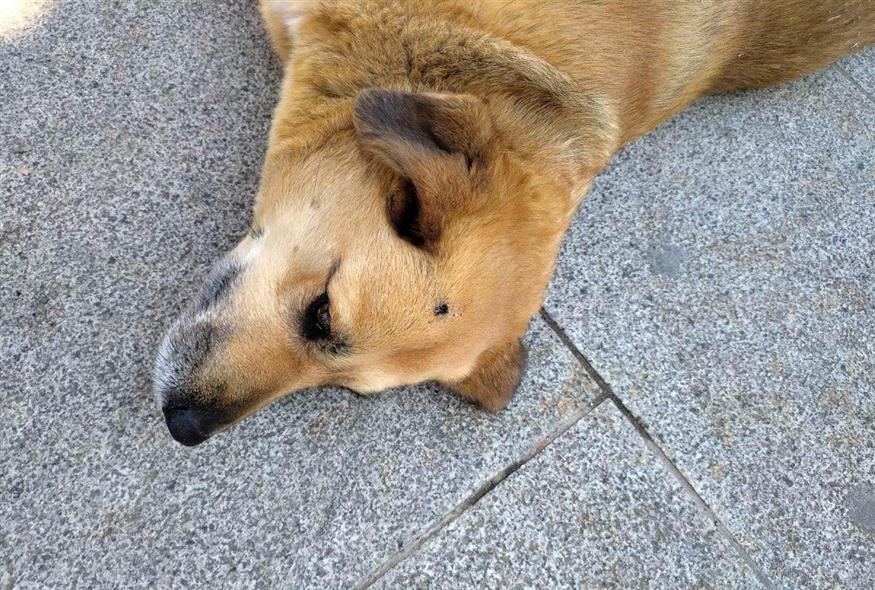 Εξοργιστικό περιστατικό στις Σέρρες - Άγνωστος έσβησε το τσιγάρο του στο κεφάλι αδέσποτου σκυλιού (Facebook/ Αδέσποτα δημοτικής ενότητας Κερκίνης)