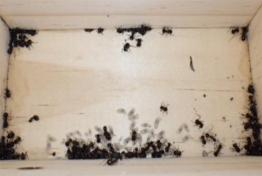 αποικία μυρμηγκιών  σε κατάσταση τοξικής ακινησίας/oddity central
