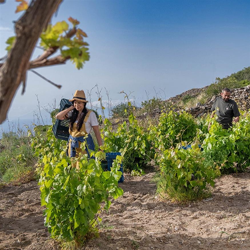 Η Νικολέτα και ο Νίκος | © chatzakiswinery.gr