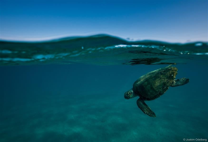Caretta caretta